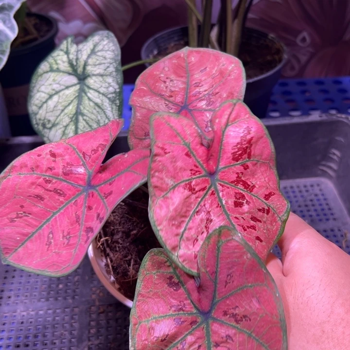 完全开放绯红女郎 热带绿植