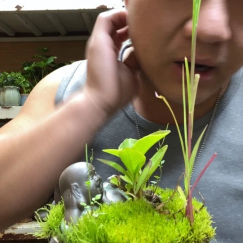 红陶一物一拍所见即所得158