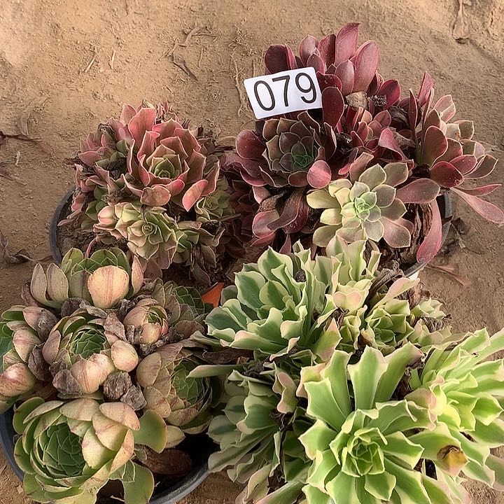 无花朵079四颗多肉植物组合