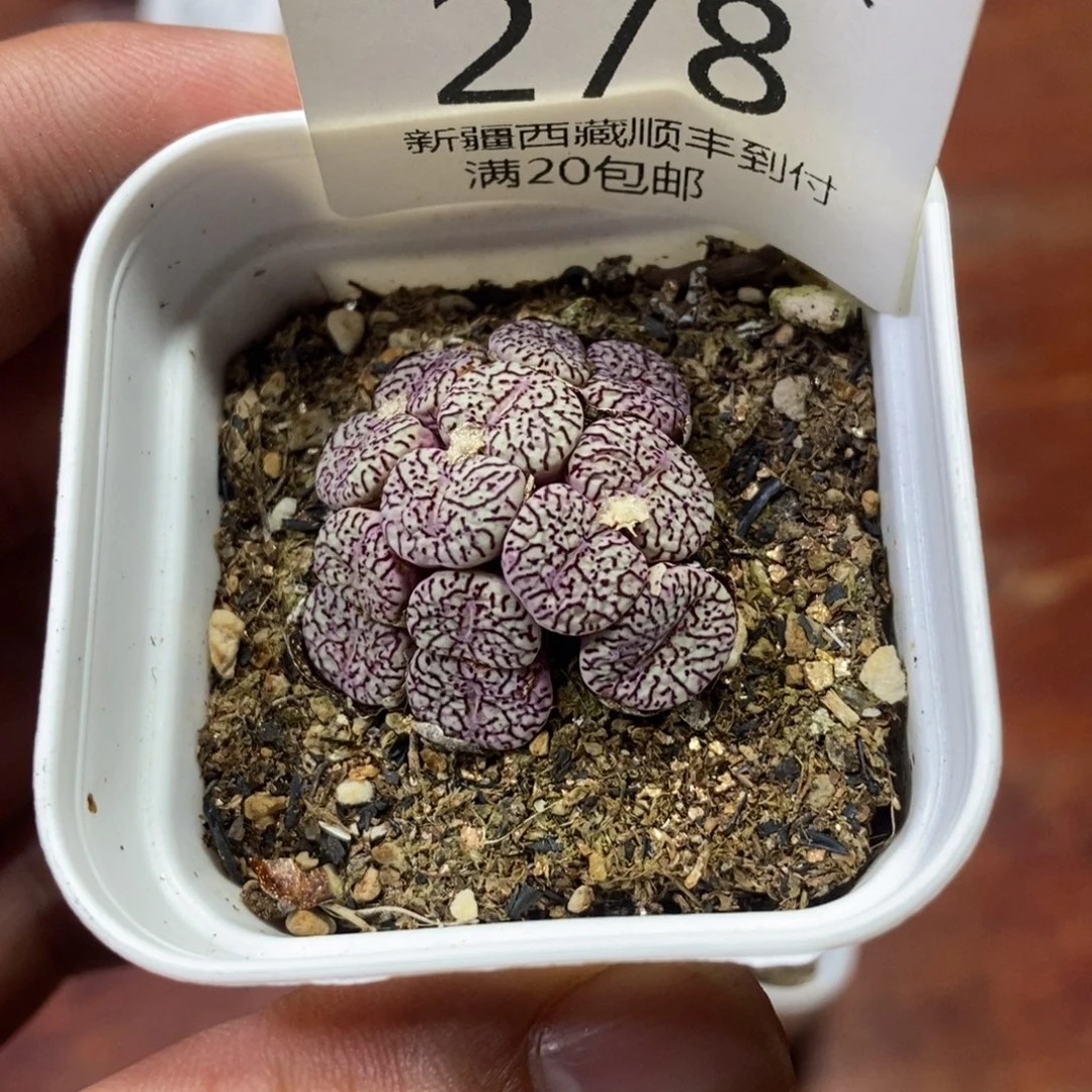 多肉蛋炒饭，感谢您相伴278