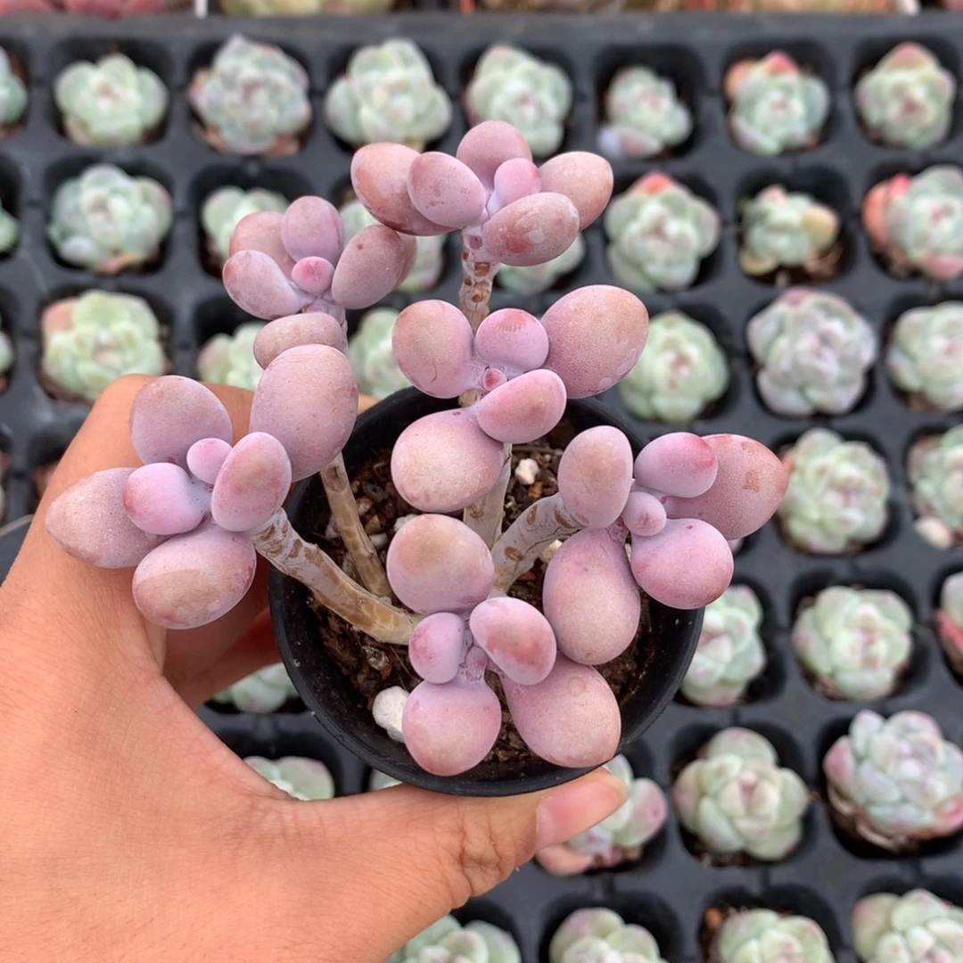 精控桃蛋一物一拍