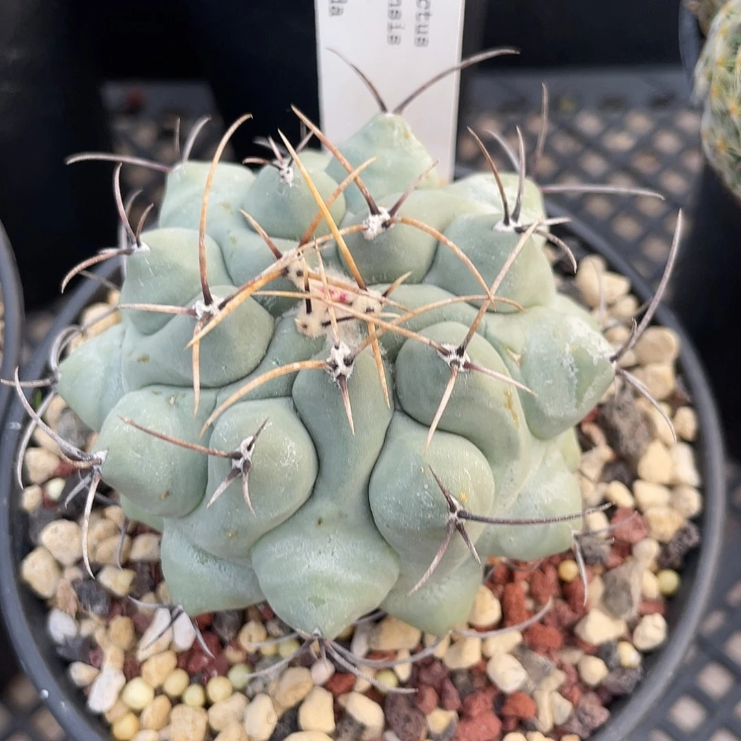 仙人球瘤玉属白肌鹤巢丸实生7.1厘米