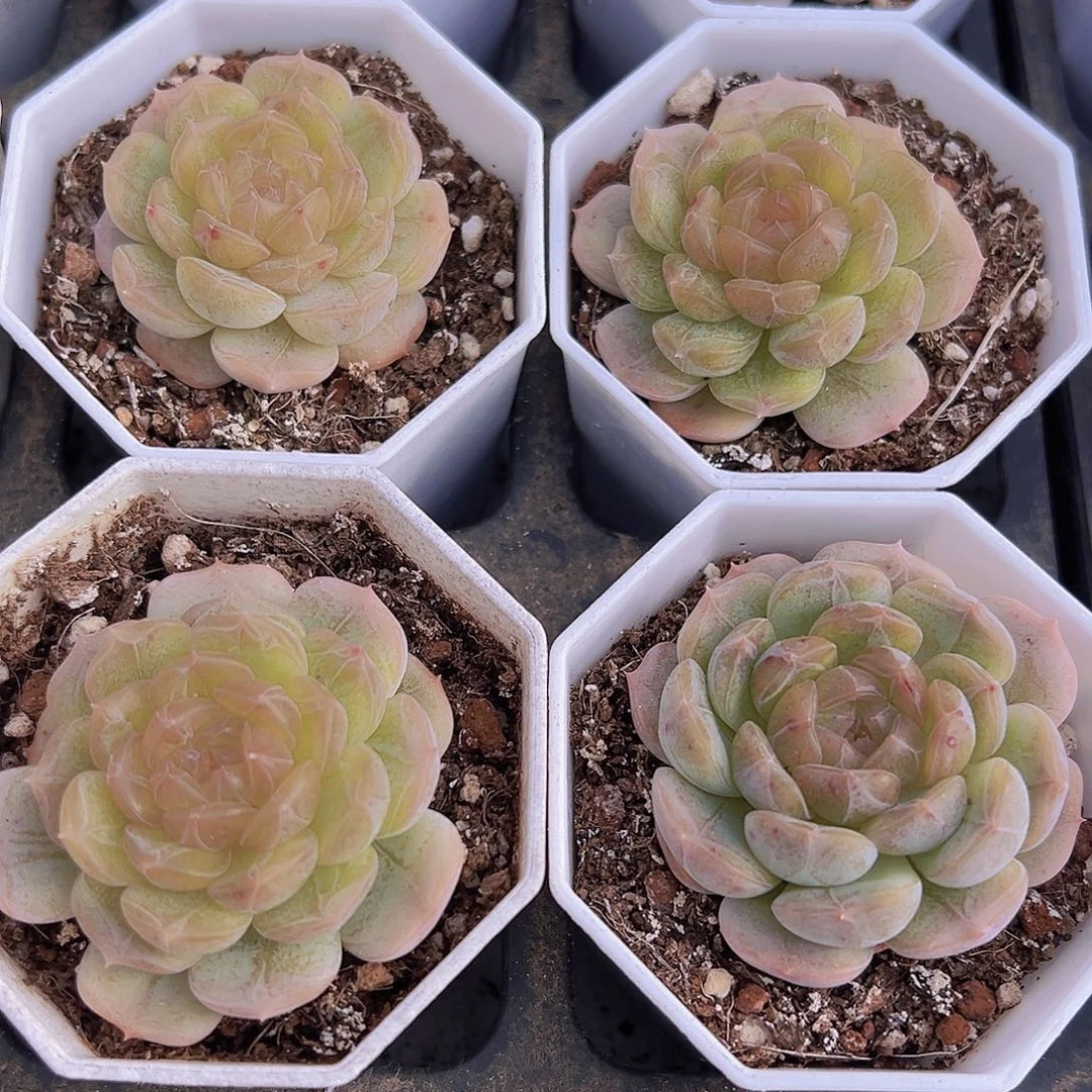 八角盆白恋19包邮多肉