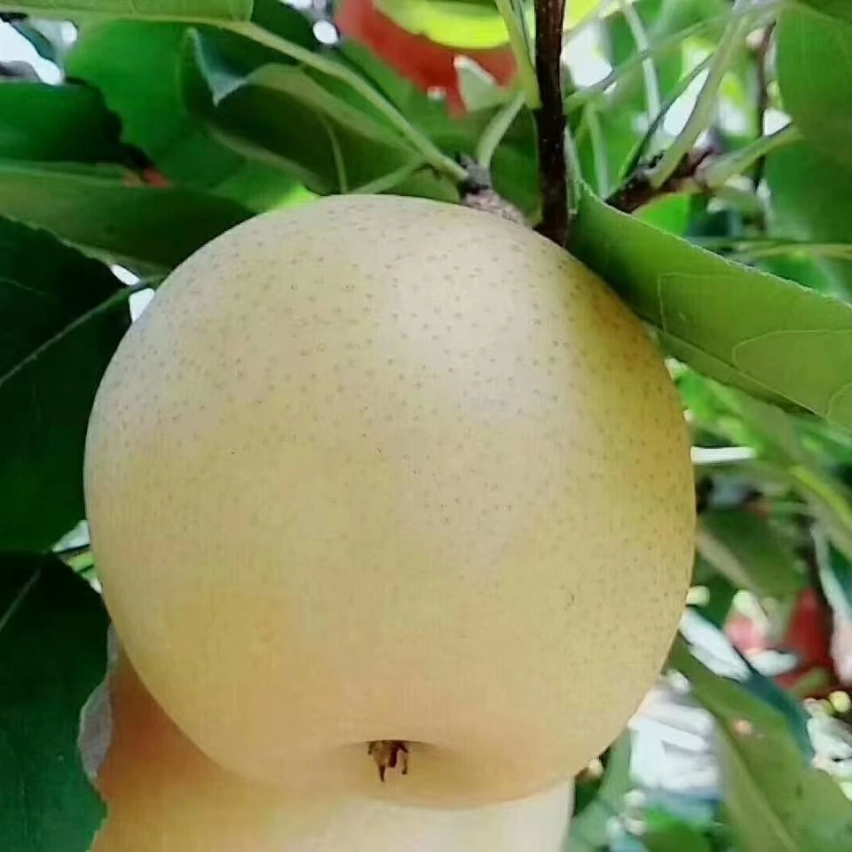现摘现发山东黄金梨新鲜水果汁多皮薄脆甜酥无渣梨子