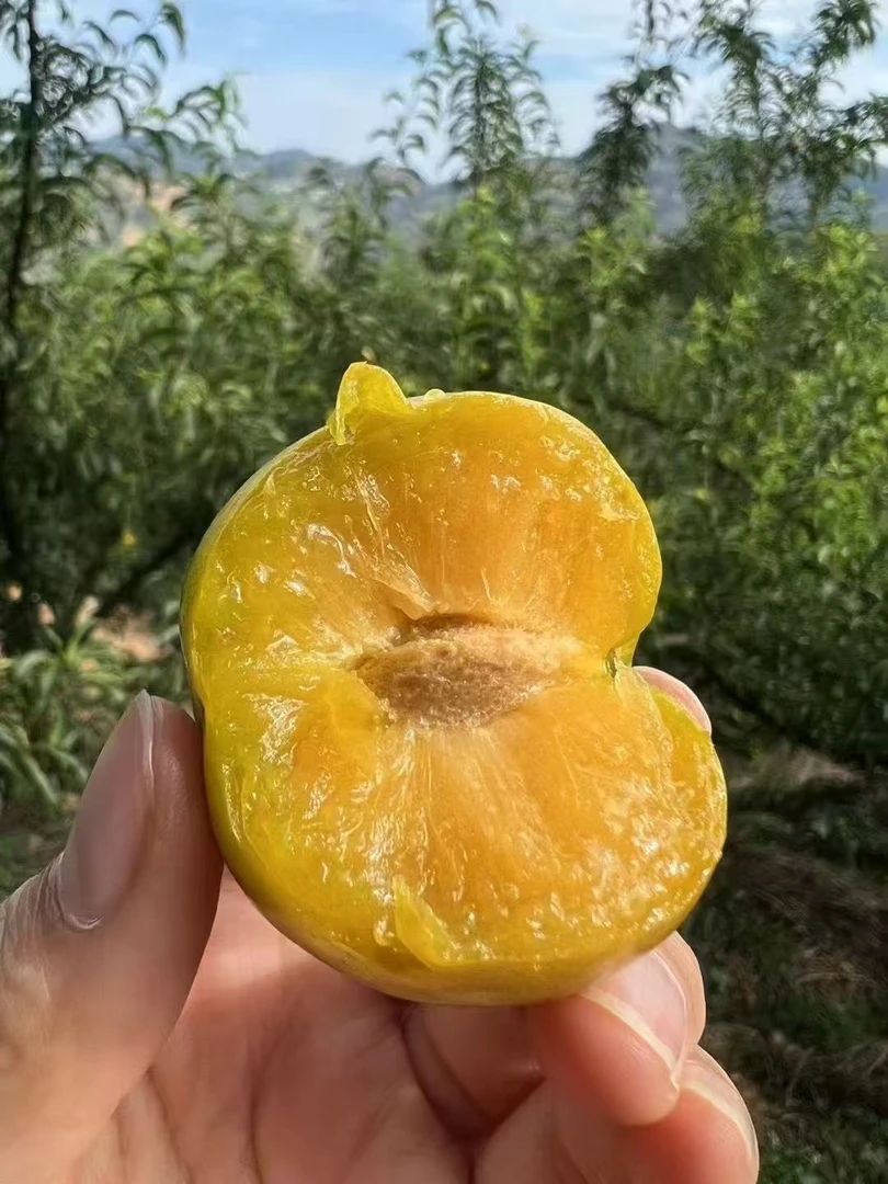 峰糖李正宗贵州六马核心产地新鲜贵州六马蜂糖李