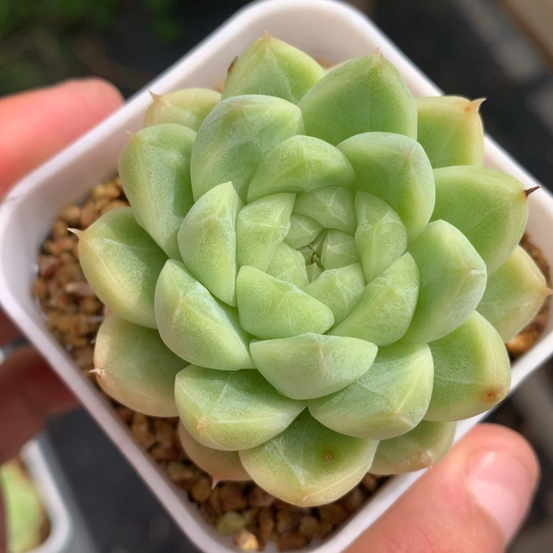 0630-300 珍妮麦杆