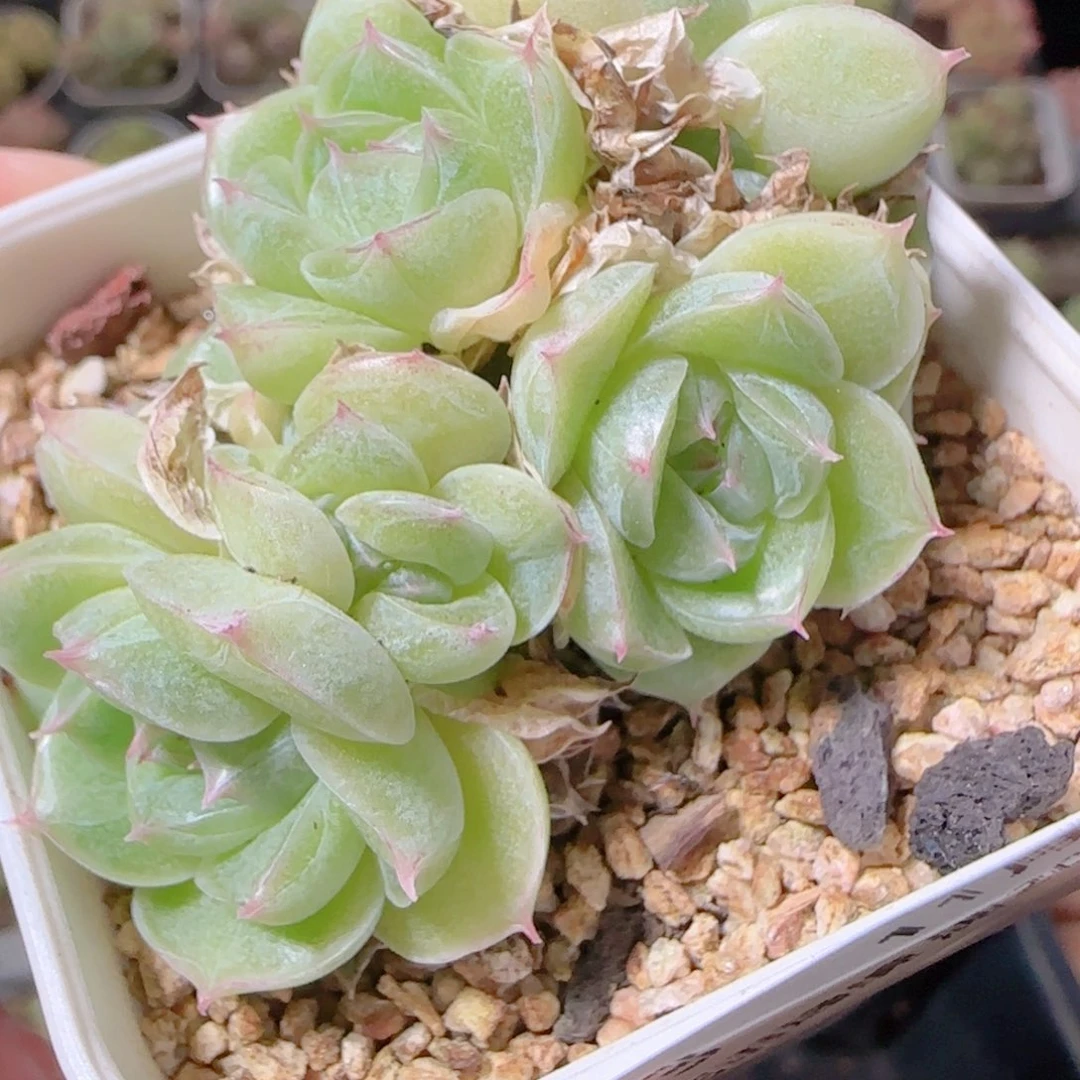 花语逸镜1107-33散