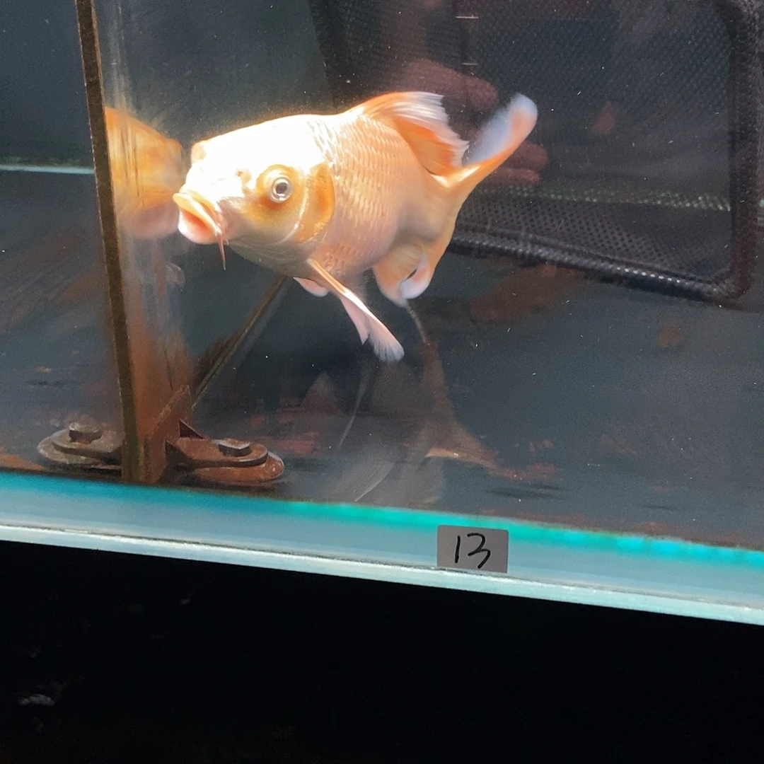 蝴蝶鲤鱼13号金色蝴蝶鲤