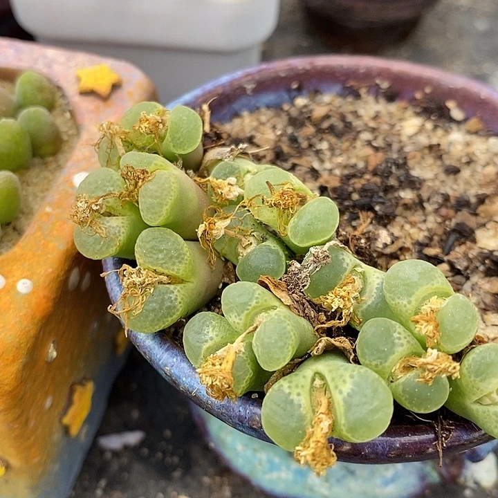 3头樱花风铃一颗。