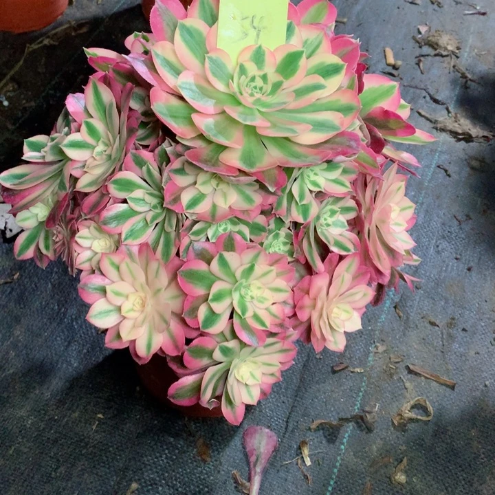 54粉女巫多肉111111