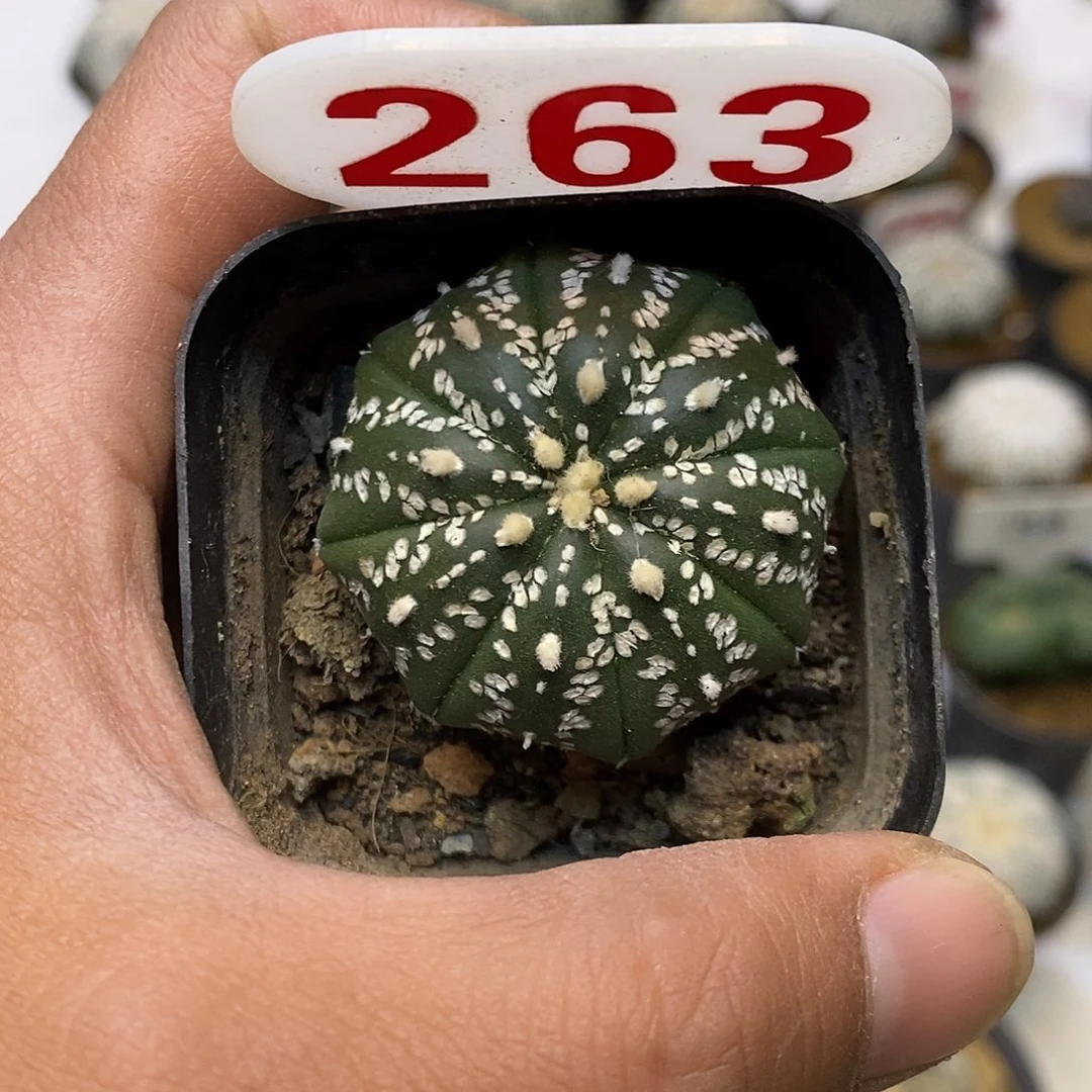 263米字美纹福利特价咯