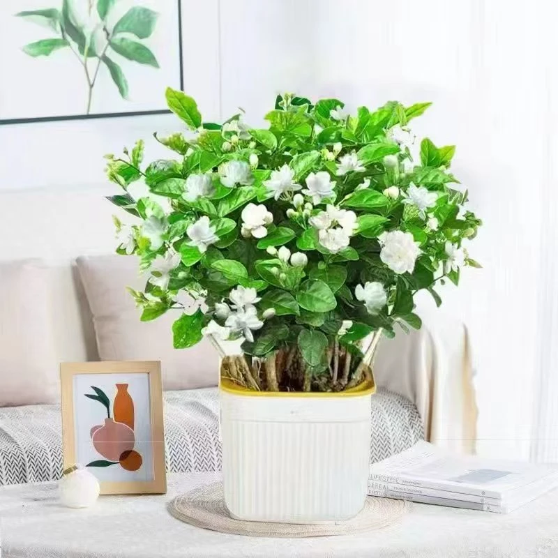 重瓣香水茉莉花盆栽绿植花卉喜阳喜水好养活室外阳台庭院
