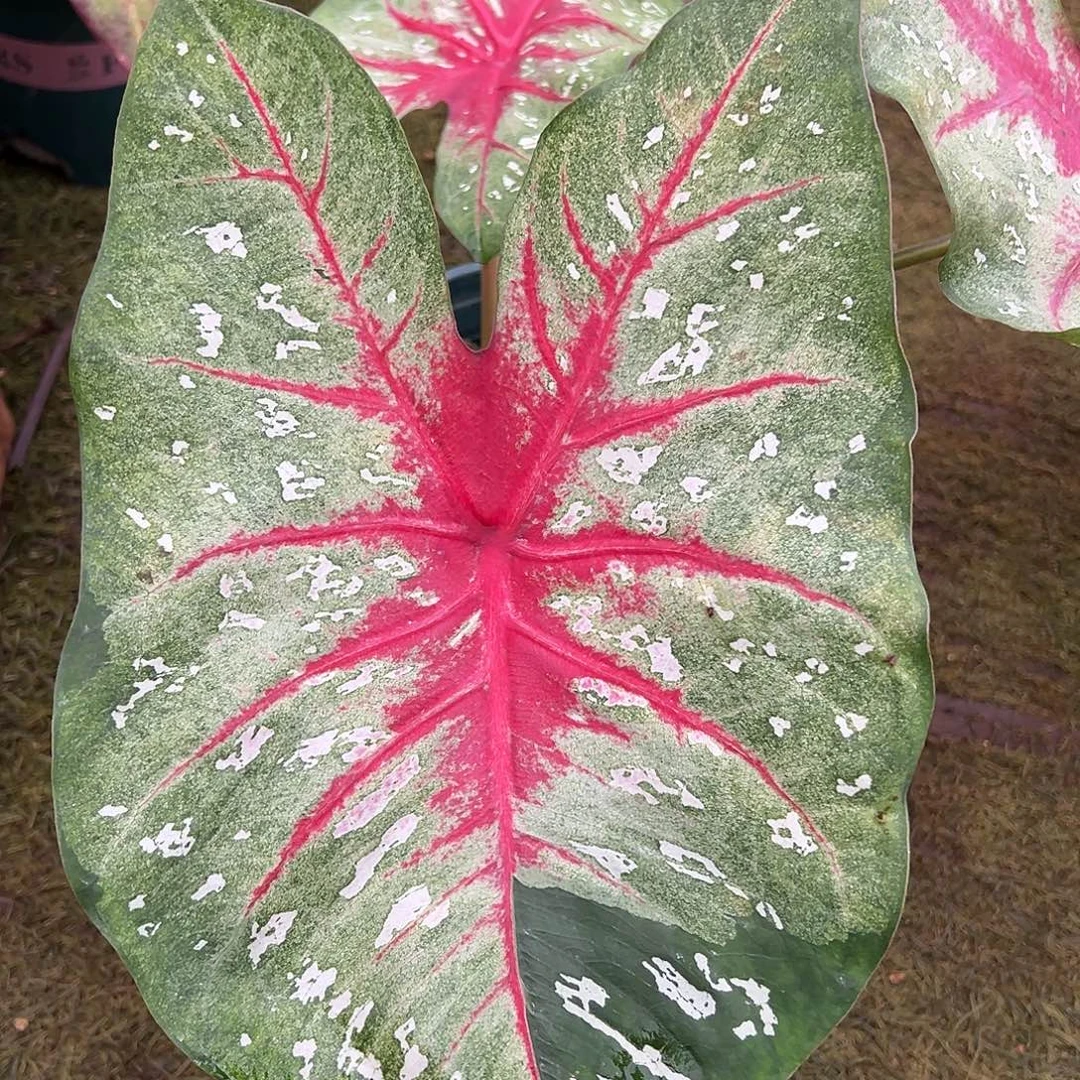 无花朵大球出轨的心泰彩26