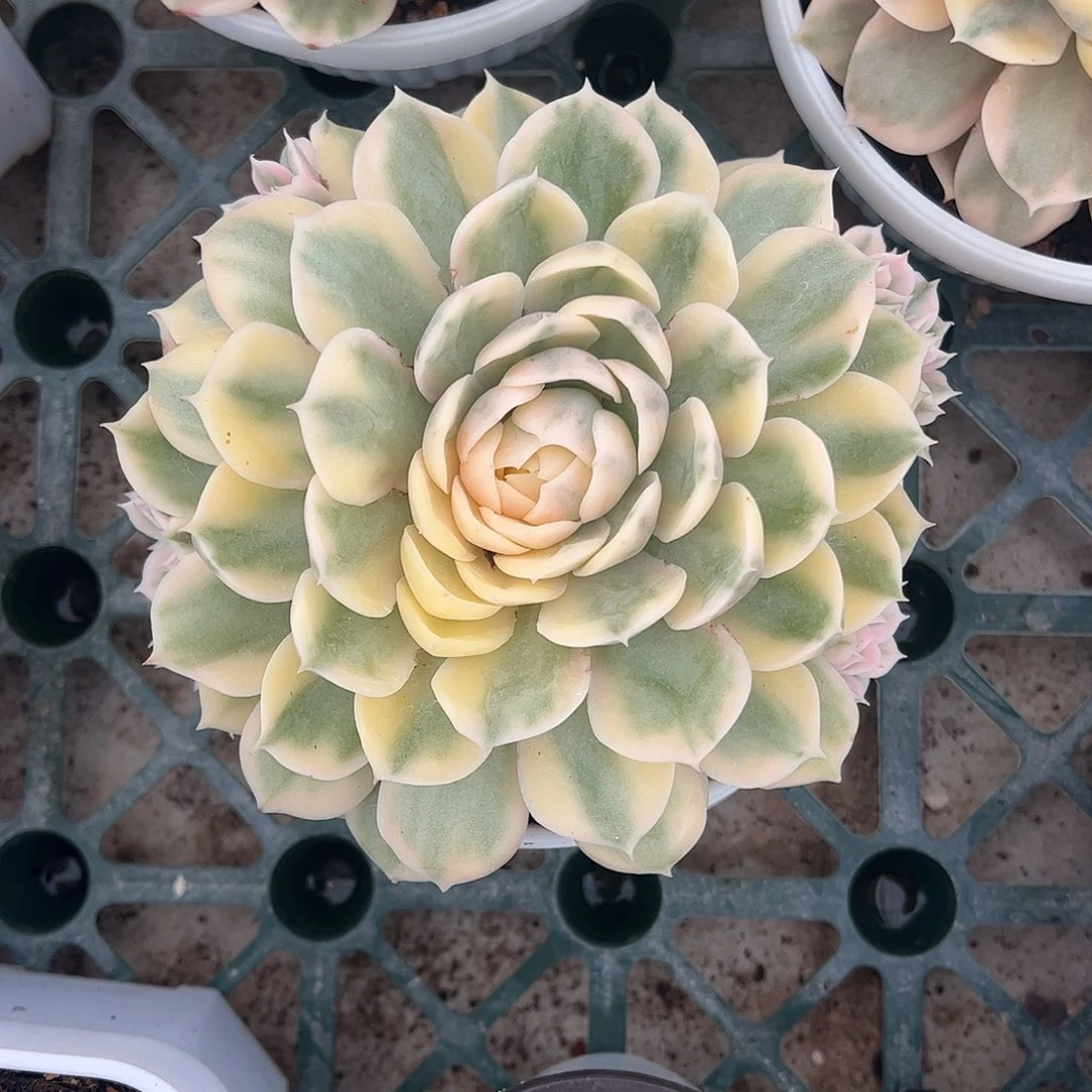 昂斯诺白腹轮锦 四个侧芽 一物一拍
