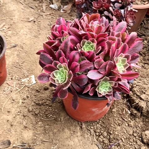 美杜莎玫瑰玫瑰玫瑰