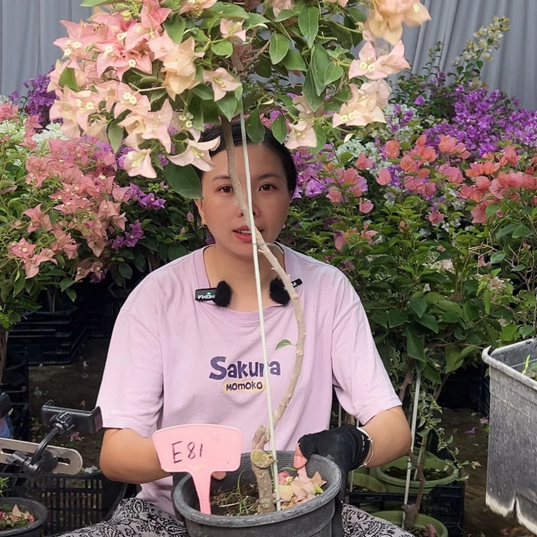 用***2大部分花苞少量开放E81卡亚塔
