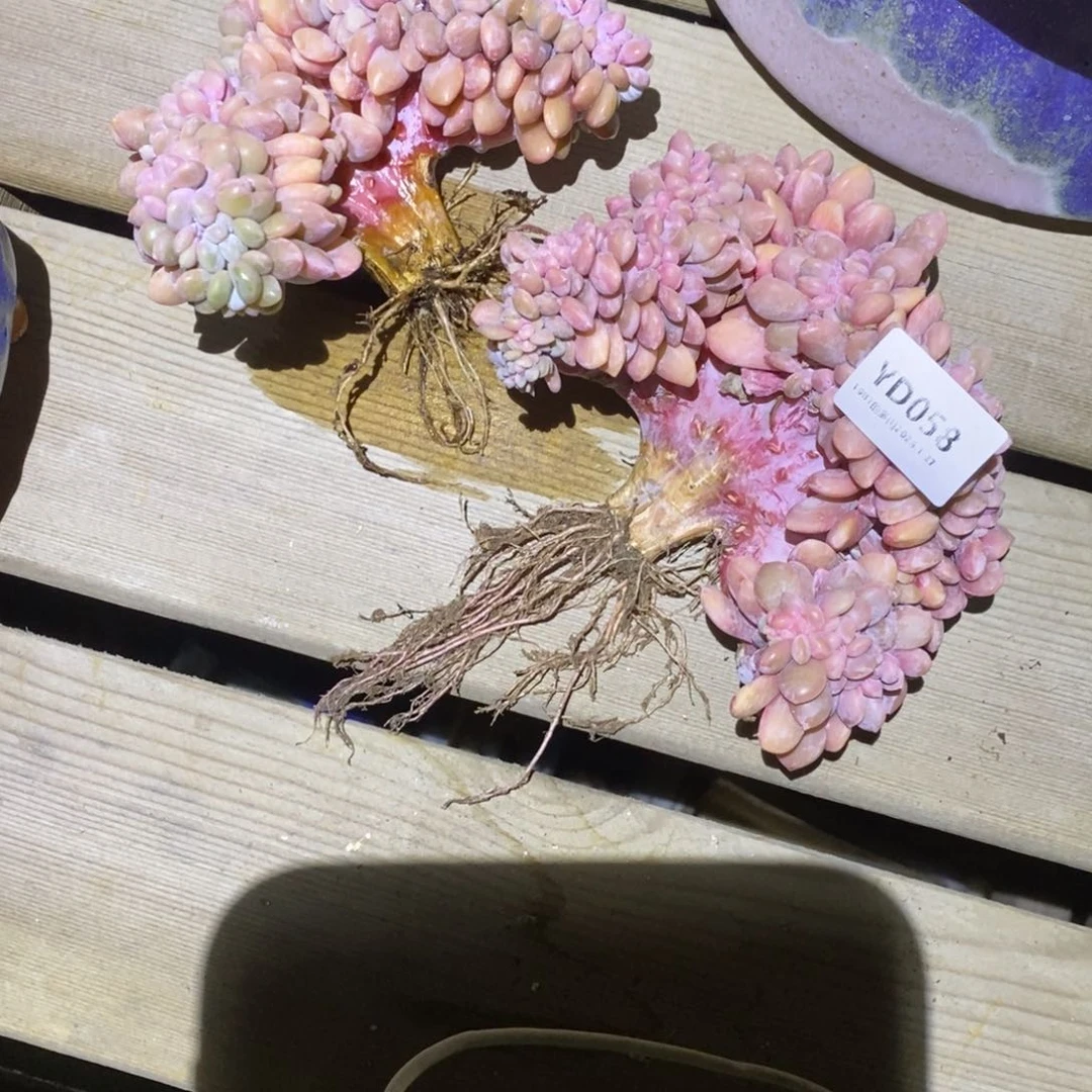 粗砂花盆浅**末YD058rourourou