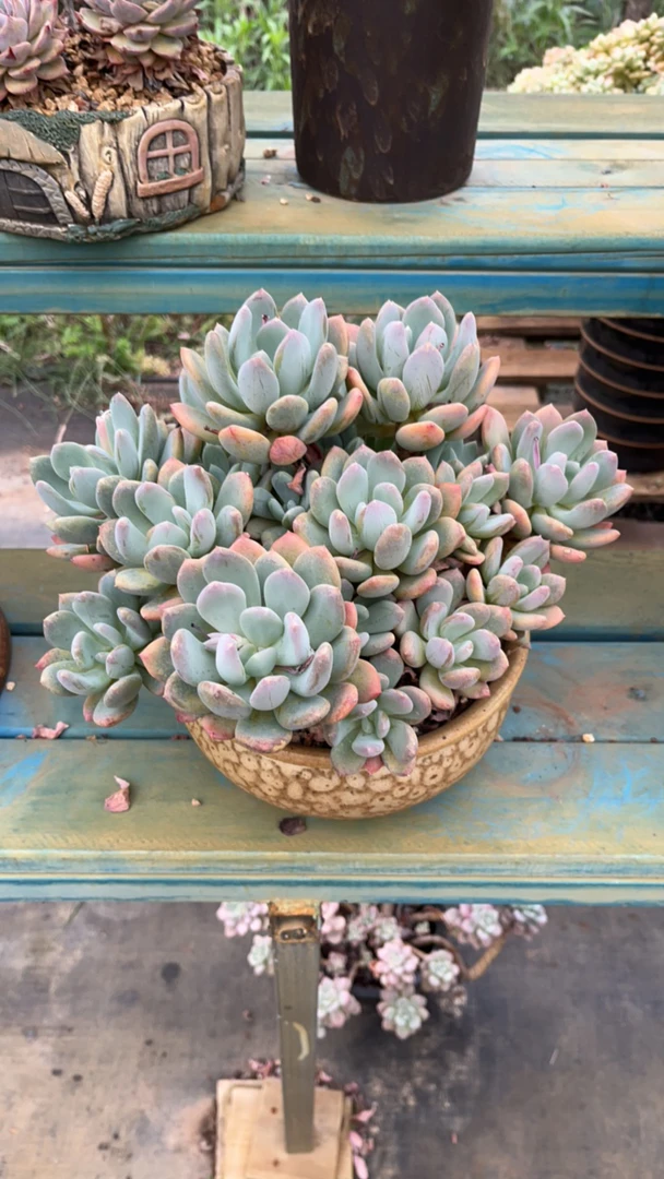 整桩无砍老桩灰姑娘