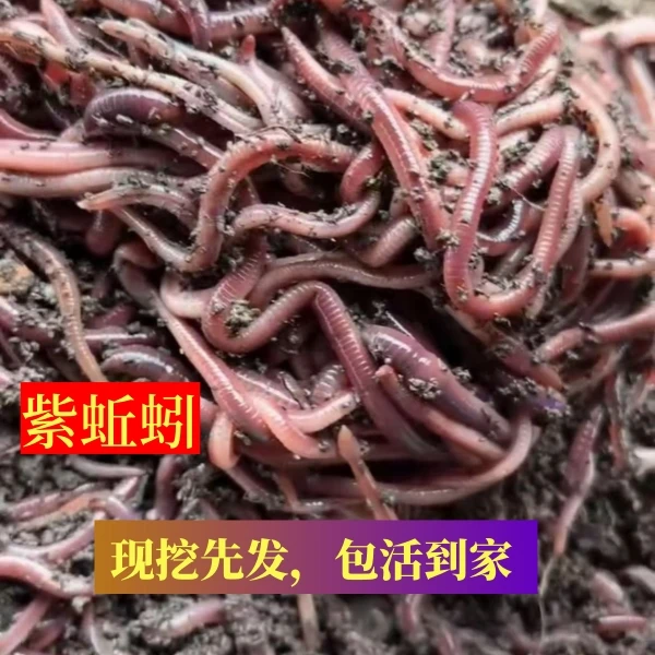 包邮新鲜紫蚯蚓活饵下黄鳝地笼钓鲫鱼鲤鱼鲜活饵料