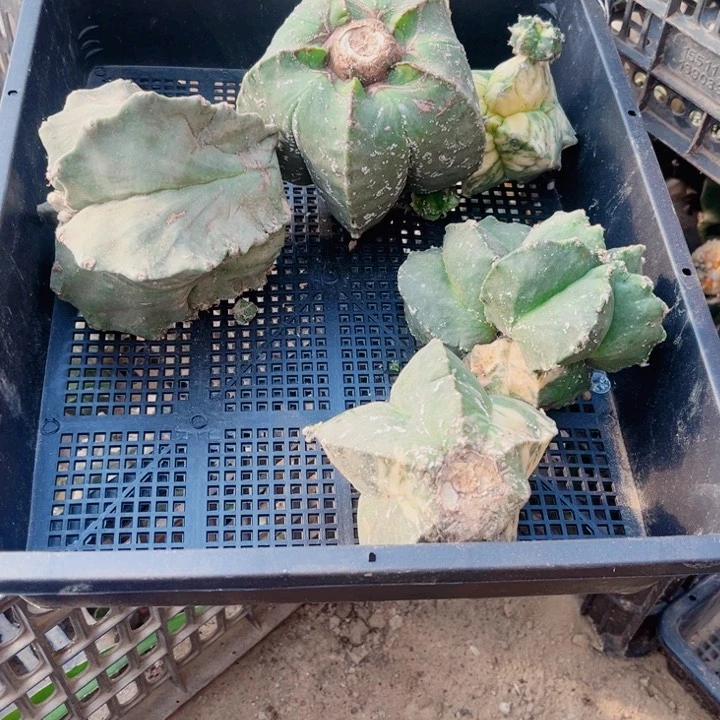 仙人球一筐开花球10