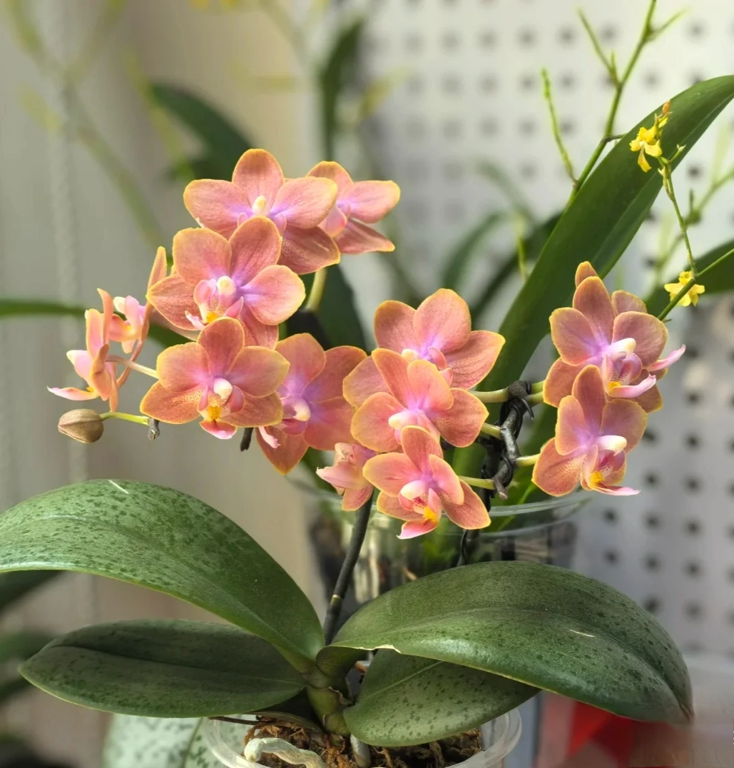 魔法城堡蝴蝶兰3.0寸杯（单花剑）浓香型橙色中小花