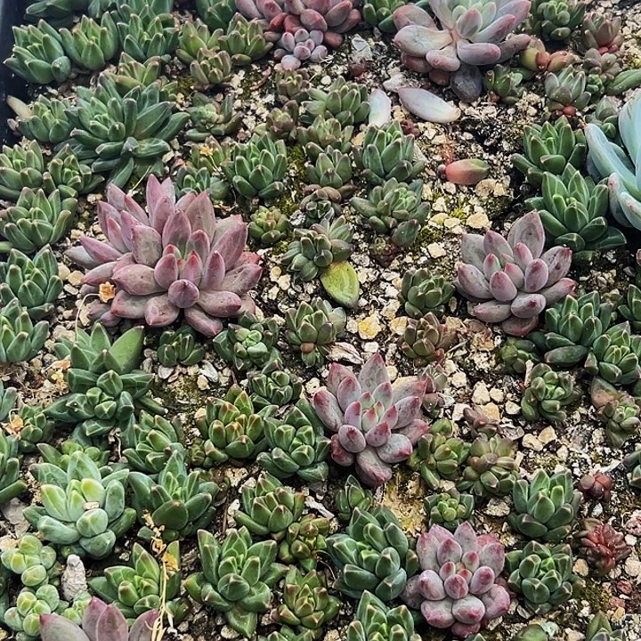 7颗美人系列多肉植物