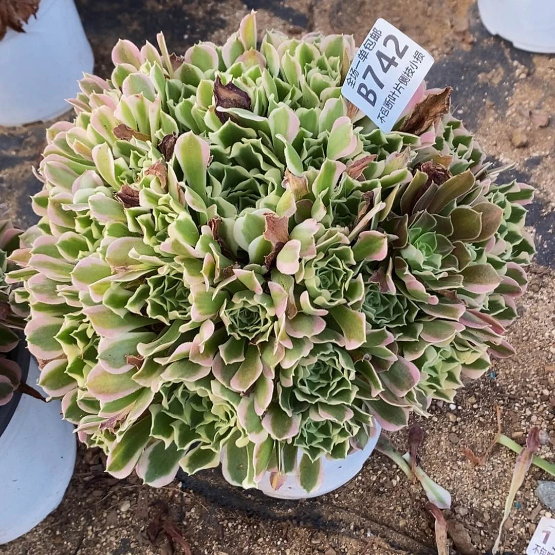 742白凤多肉法师锦带花脸多肉