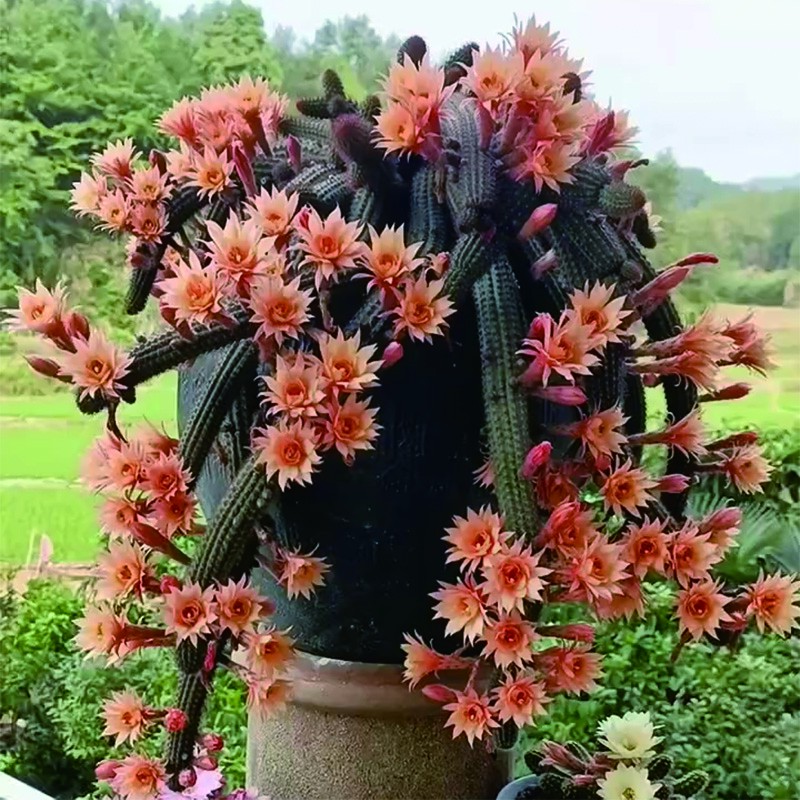 仙人球群生垂钓植物室内精美实物裸根发货春夏季