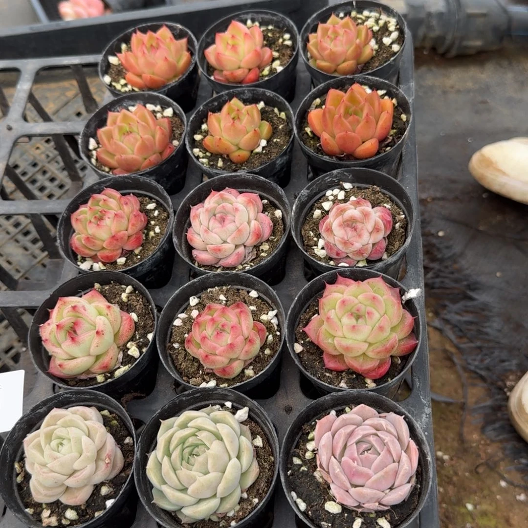 18-31组合量拍十八颗