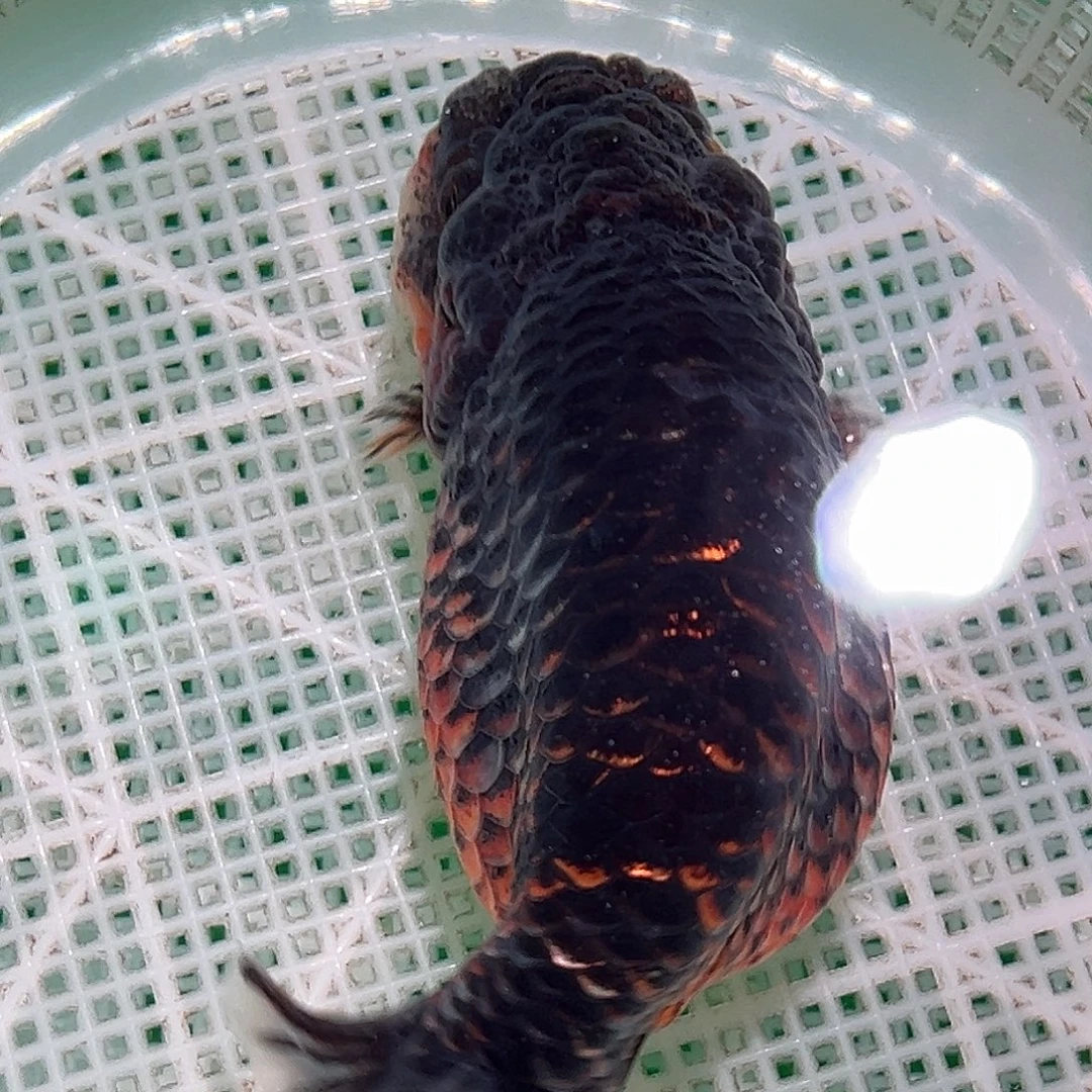 金鱼CC兰寿直播竞价付款