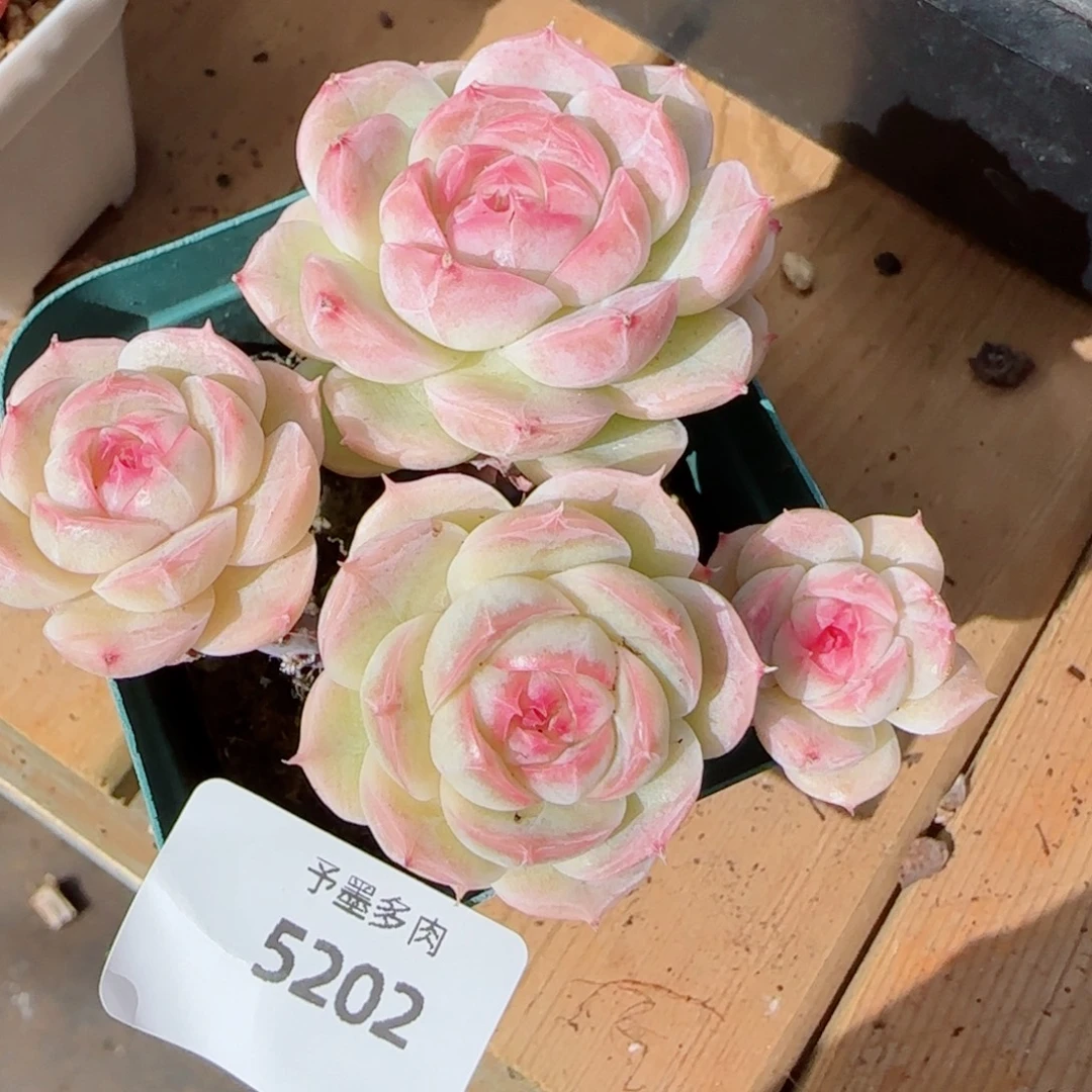 长杆白芷珍妮，5202多肉