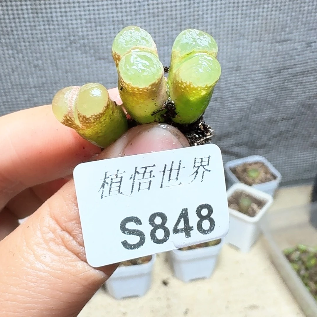 848号多肉植物哇d