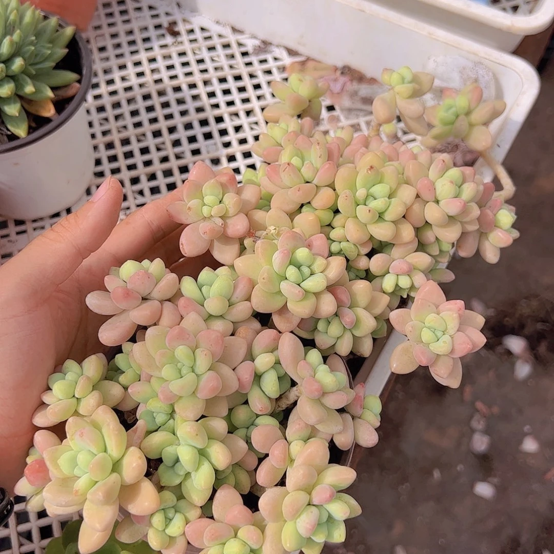 奶酪蛋糕多头精控二盆