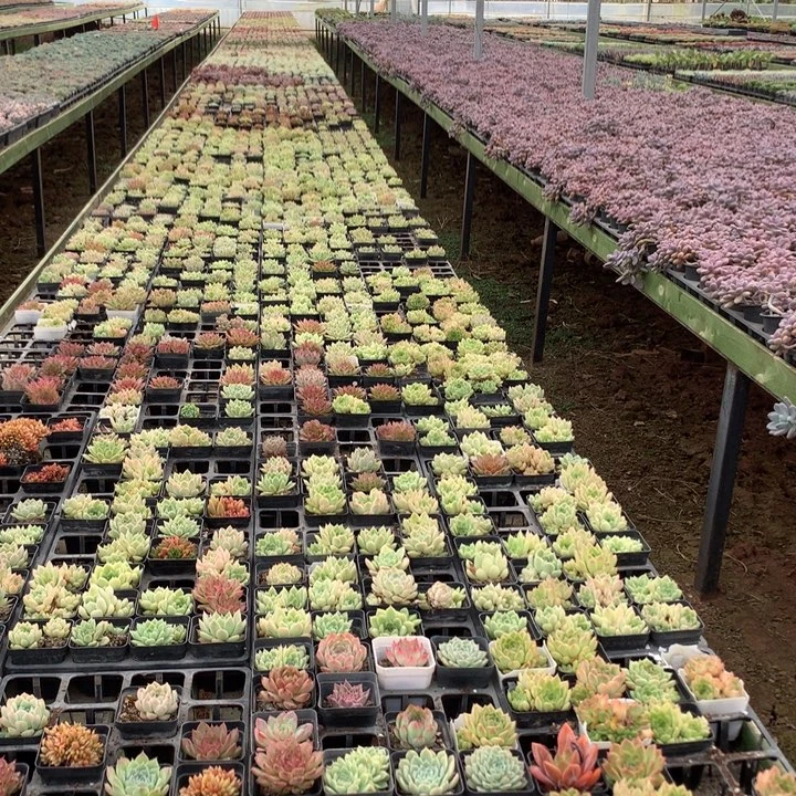 10棵多肉不重样，脱土发货