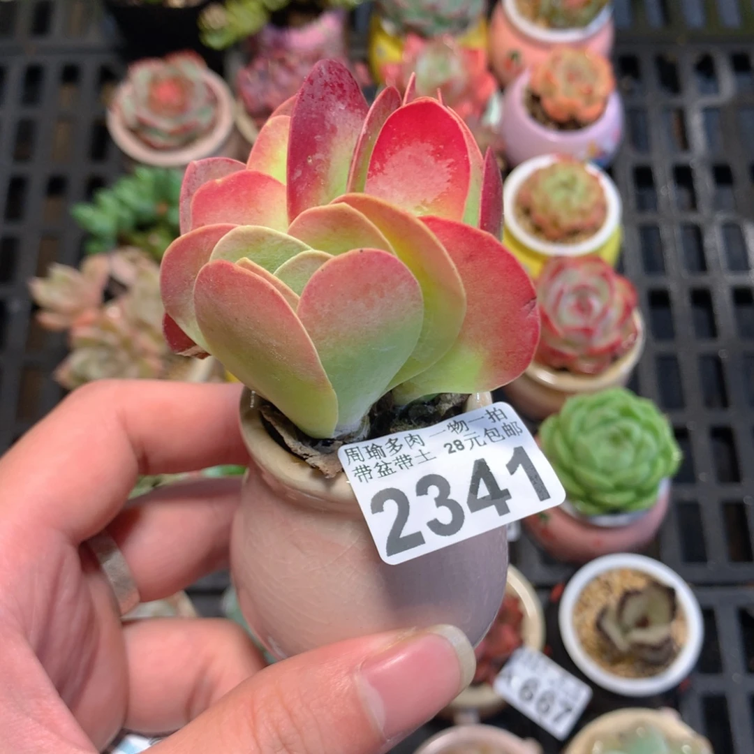 5厘米盆精控多肉2341