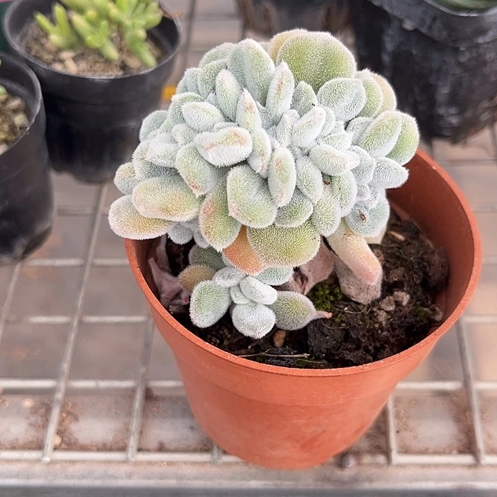 我也不知道我为什么要这样