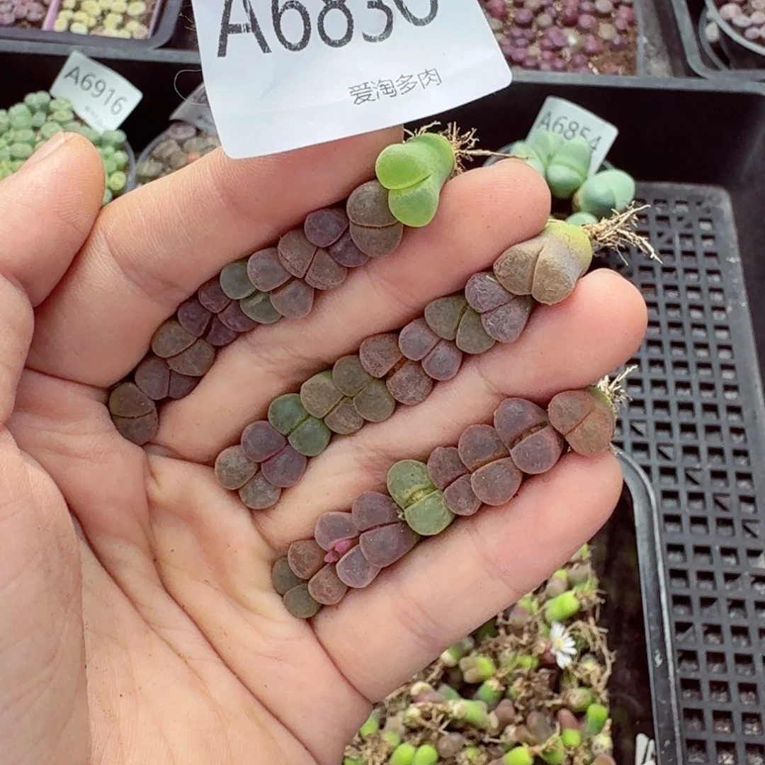 6830—生石花 生石花