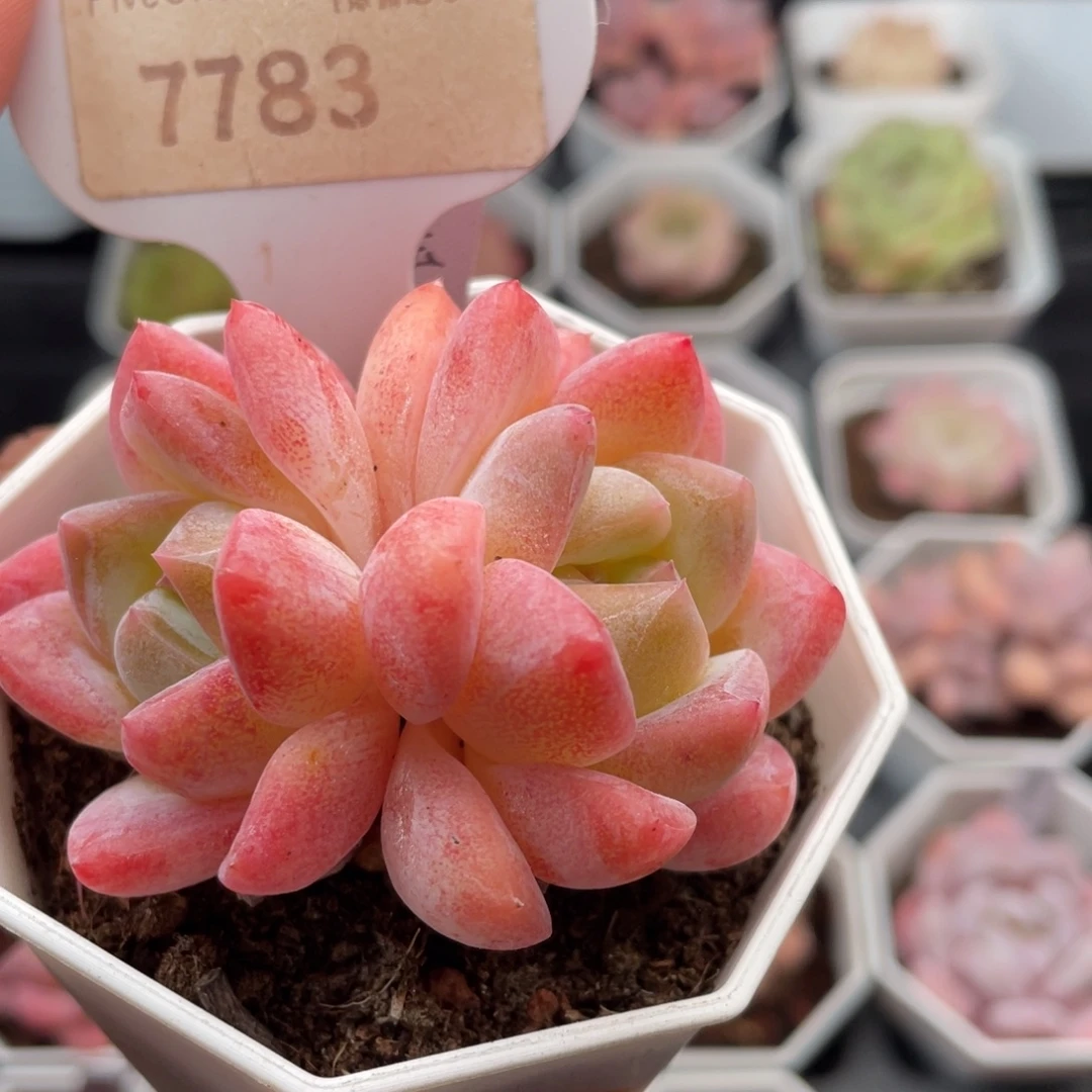 和田玉7783-5.5厘米