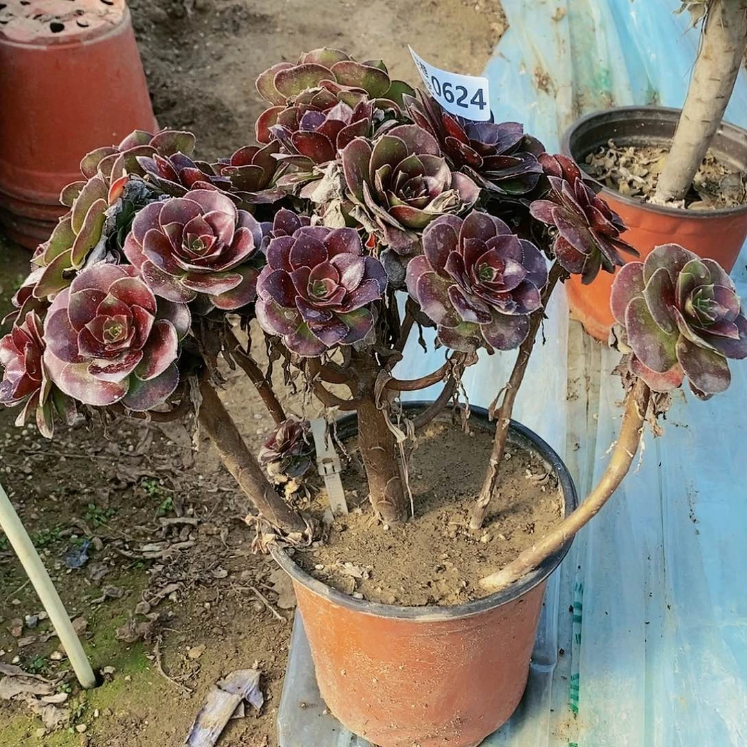 624 号大叶绿玫瑰锦20包邮不包断枝