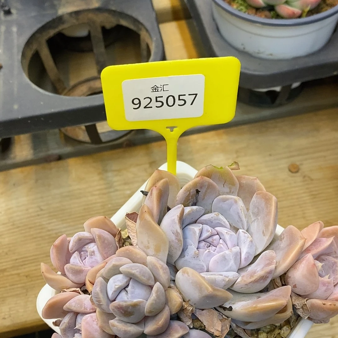 福利多多。925057