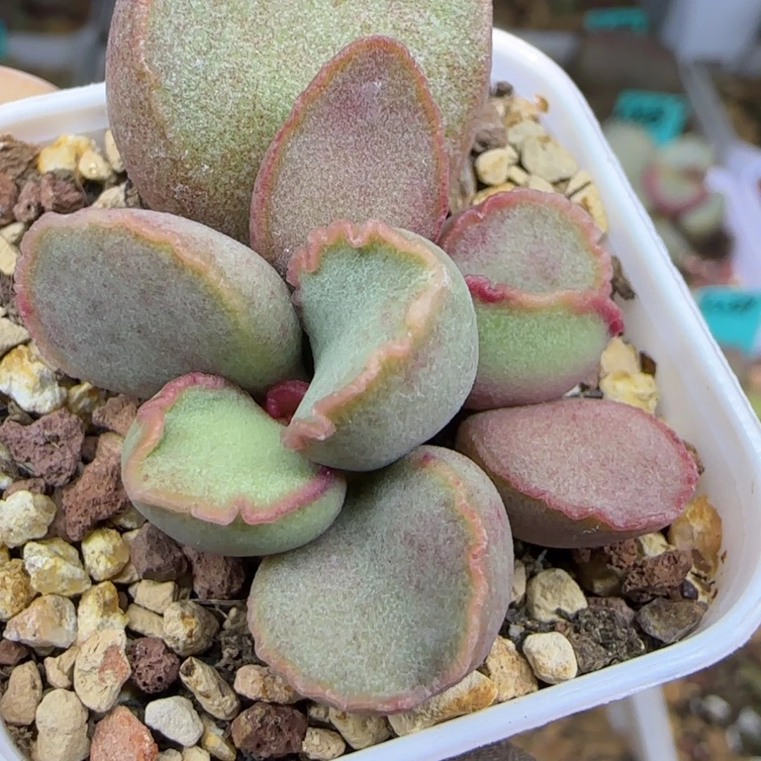 白贞叶插，四方盆发