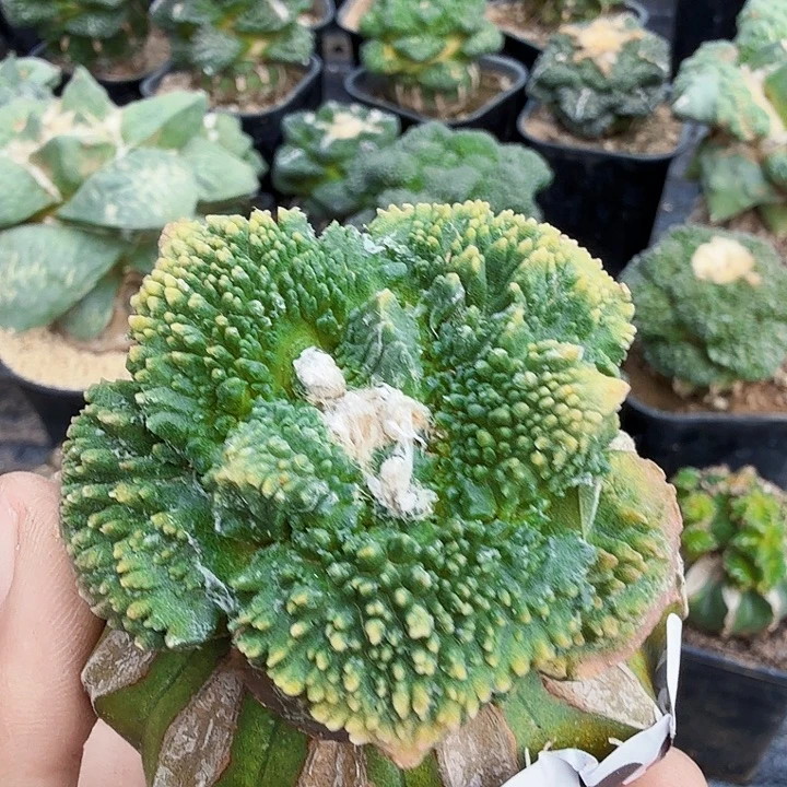 无花朵691哥怒牡丹锦