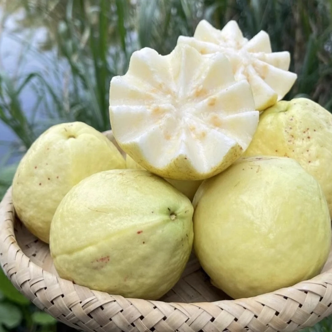 树熟奶油芭乐三斤半左右一箱
