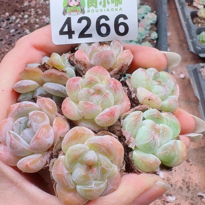 多肉植物多肉植物