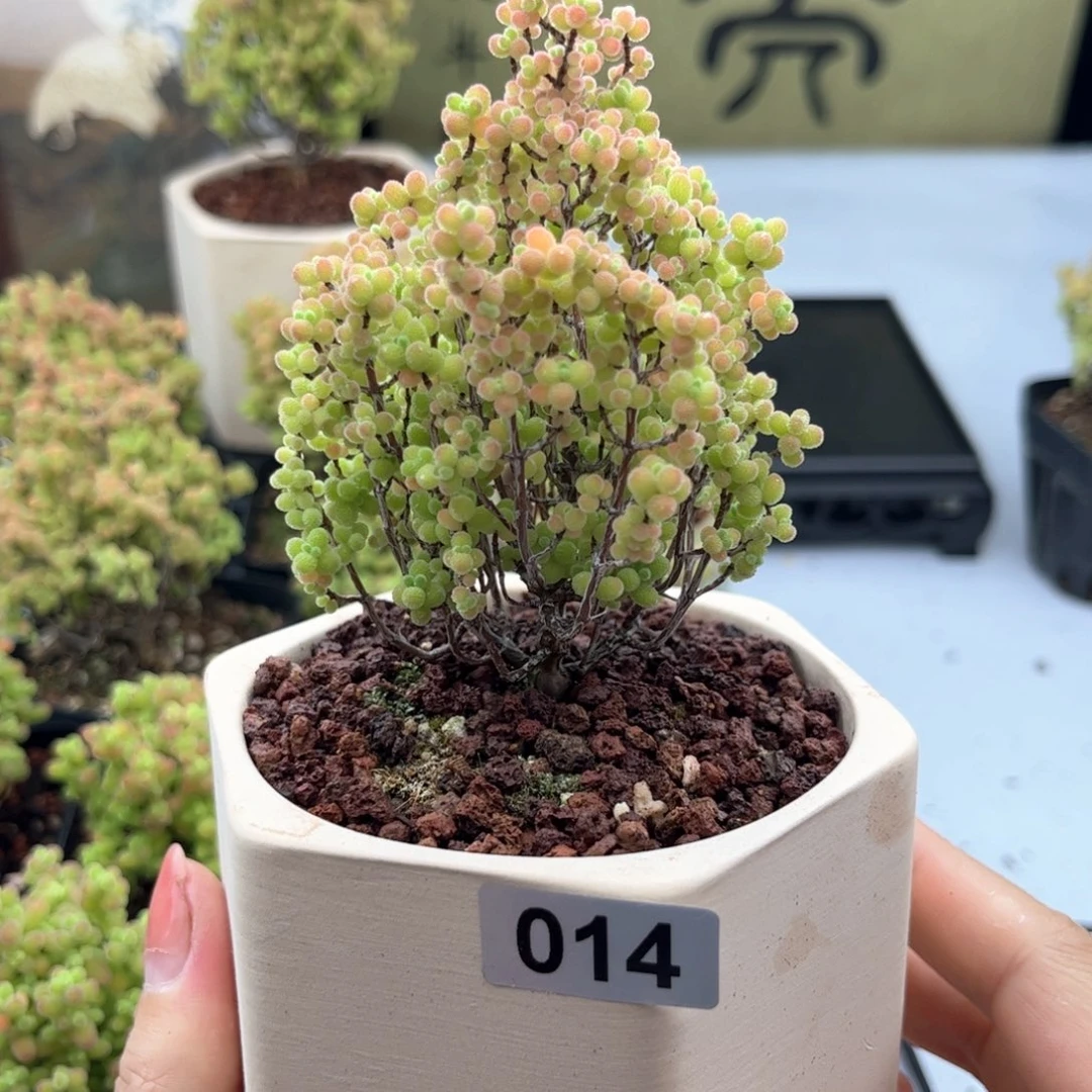 无花朵014蜜桔可爱多肉植物