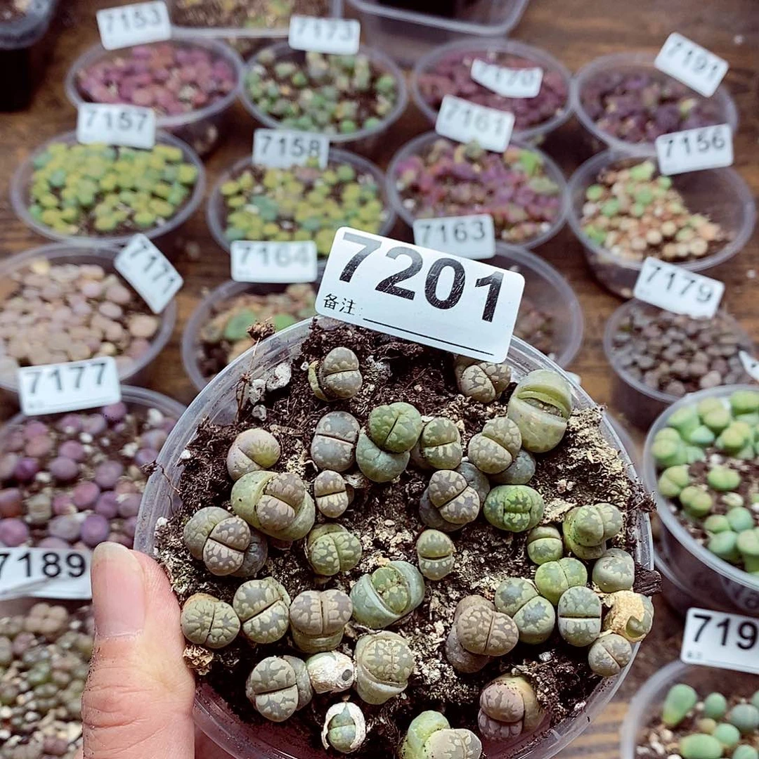 7201彩牙啦啦啦啦