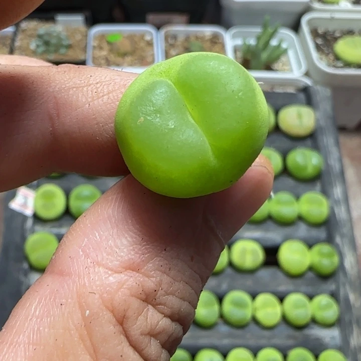 派****y专拍多肉植物422
