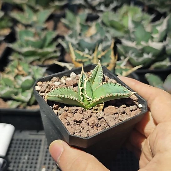 白豪刺仁王冠龙舌兰