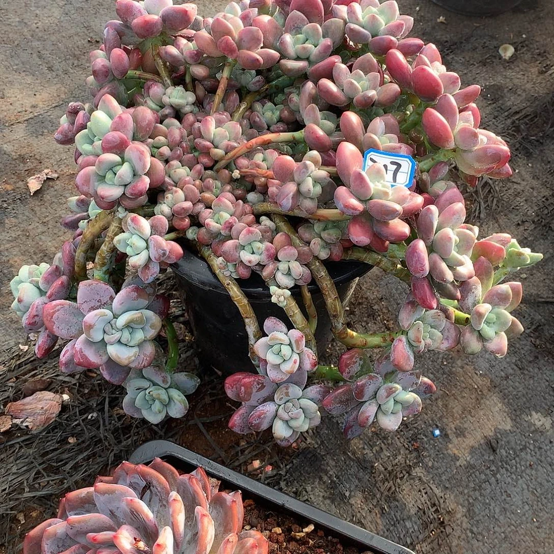 317洛神 一物一拍多肉