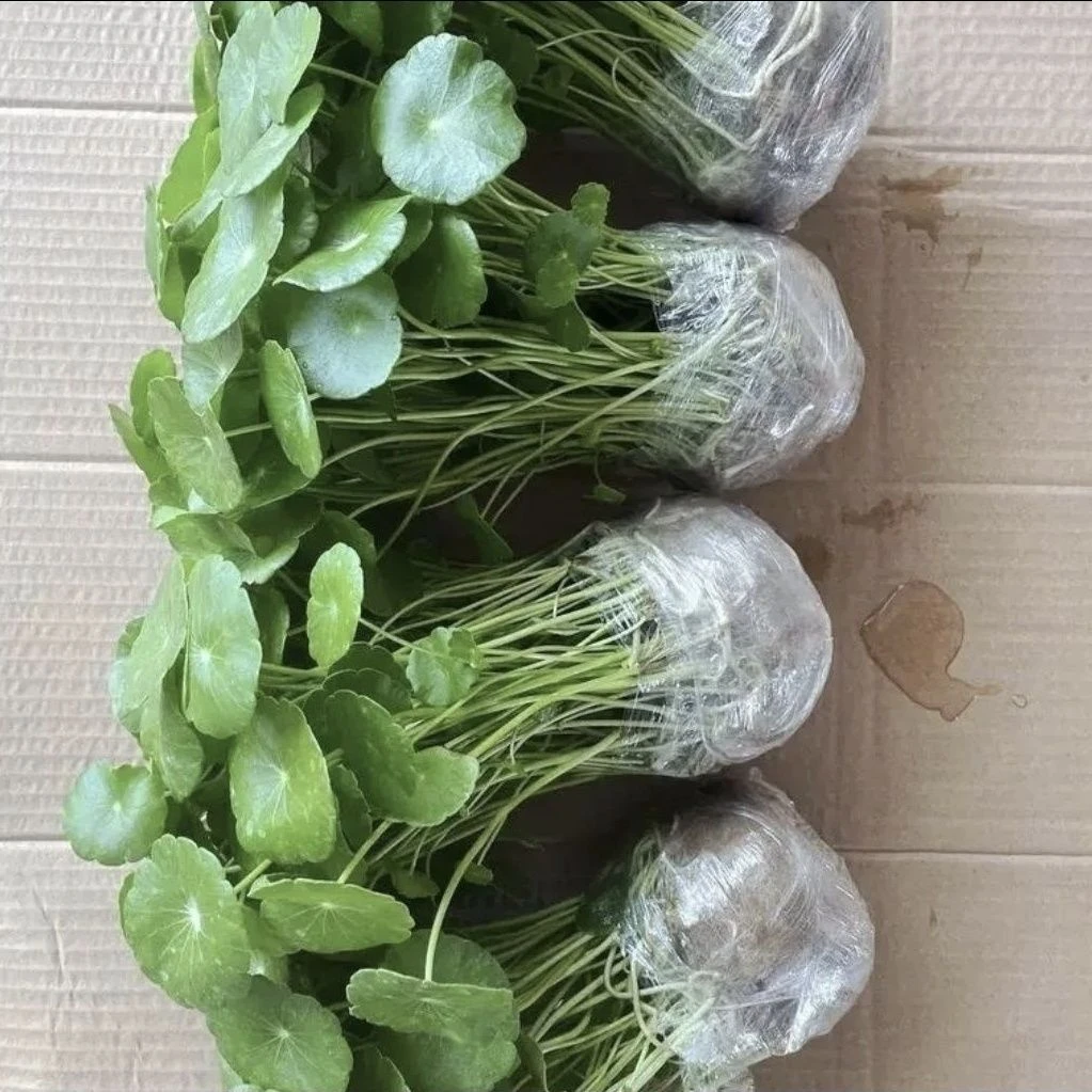 铜钱草招财水培植物办公室桌面盆栽金钱草花卉室内水养绿植吸甲醛